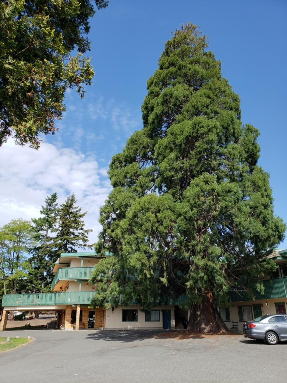 Robin Hood Inn And Suites Victoria Ngoại thất bức ảnh